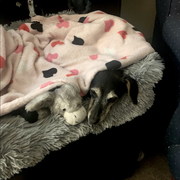 Meet your Poshers, Tracey and BeanieDoodle - Picture 6 of 15